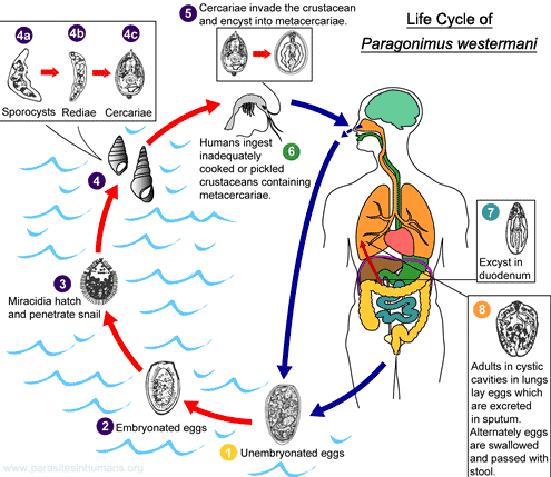 paragonimus-westermani-life-cycle