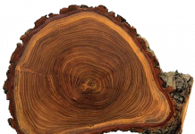 Ingen regn før vannflommen.